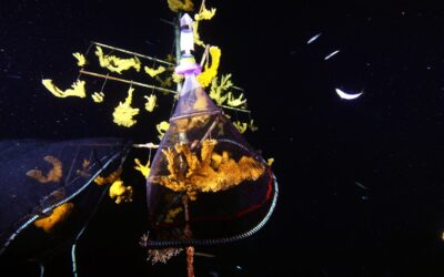 Sex in the Sea